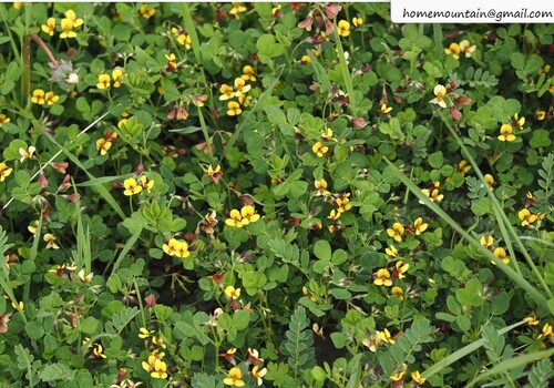 Medicago ruthenica