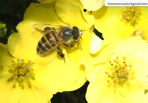 Asian Honey Bee