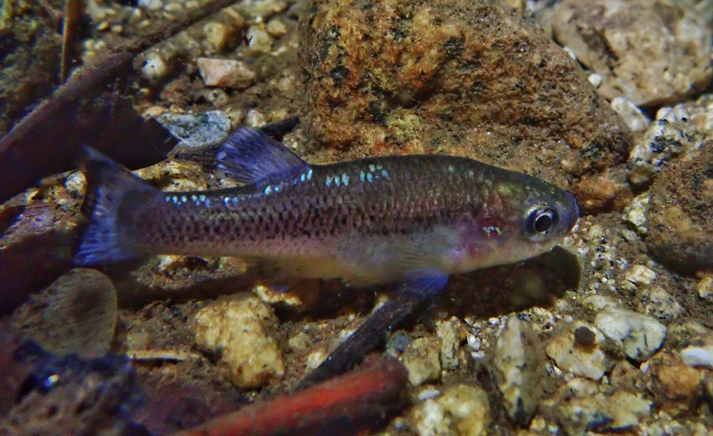 Leopard Splitfin