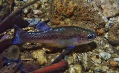 Leopard Splitfin photo 1