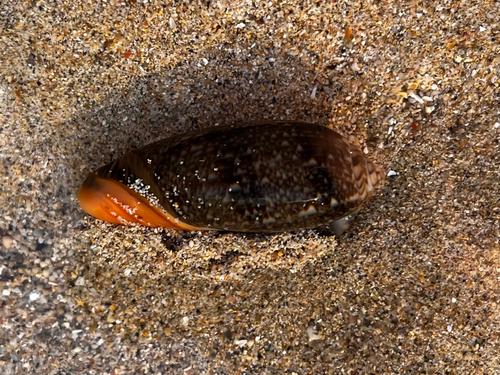 Oliva reticulata observed 2025-07-16
