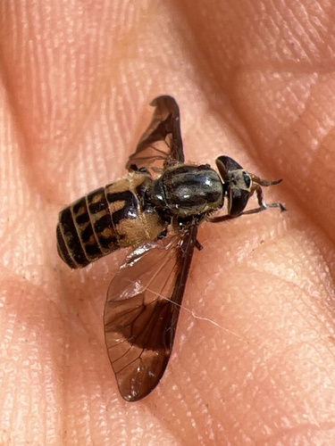 Mountain Deer Fly photo 5