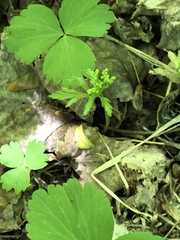 Botrychium angustisegmentum