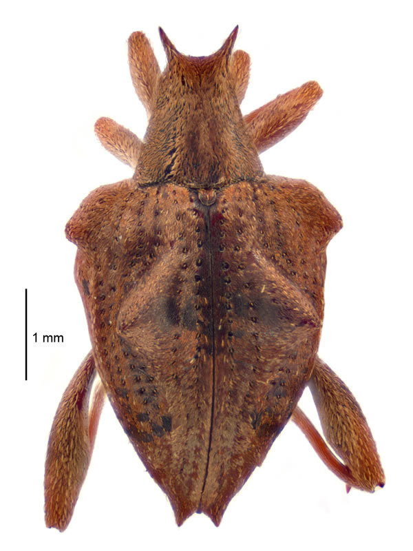 Gonoropterus