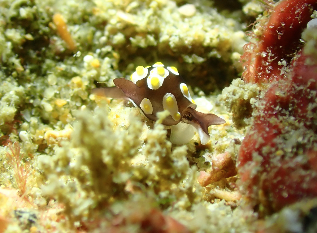 Fried Egg Bubble Snail