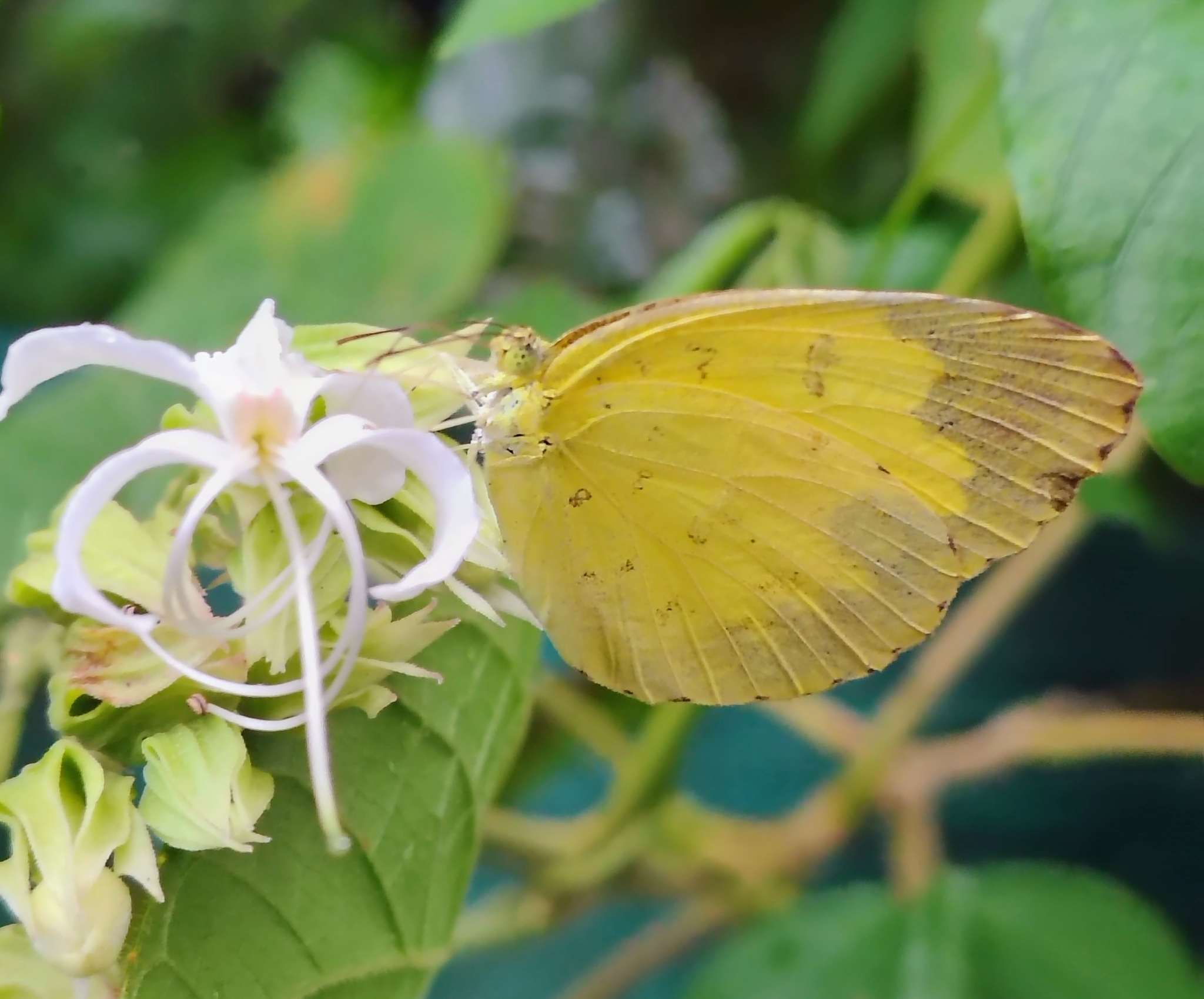 Three-Spot Grass Yellow