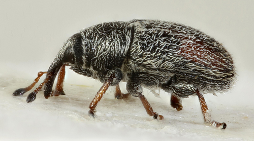 Plantain Weevil