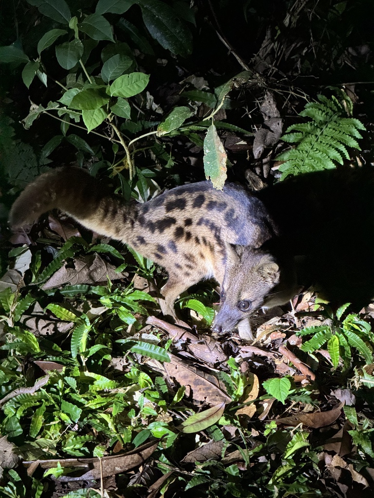 Spotted Fanaloka