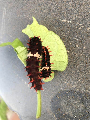 Common Rose Swallowtail