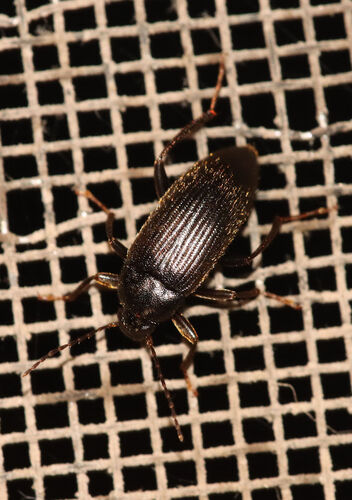 Lobopoda nigrans