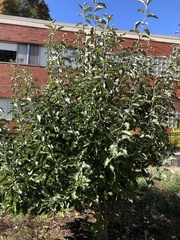 Malus spectabilis