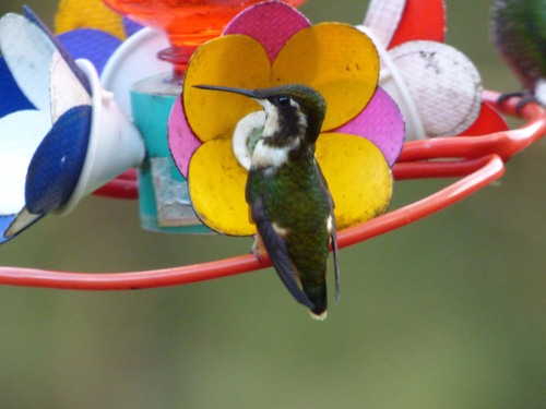 Purple-throated Woodstar (Philodice mitchellii), photo 9