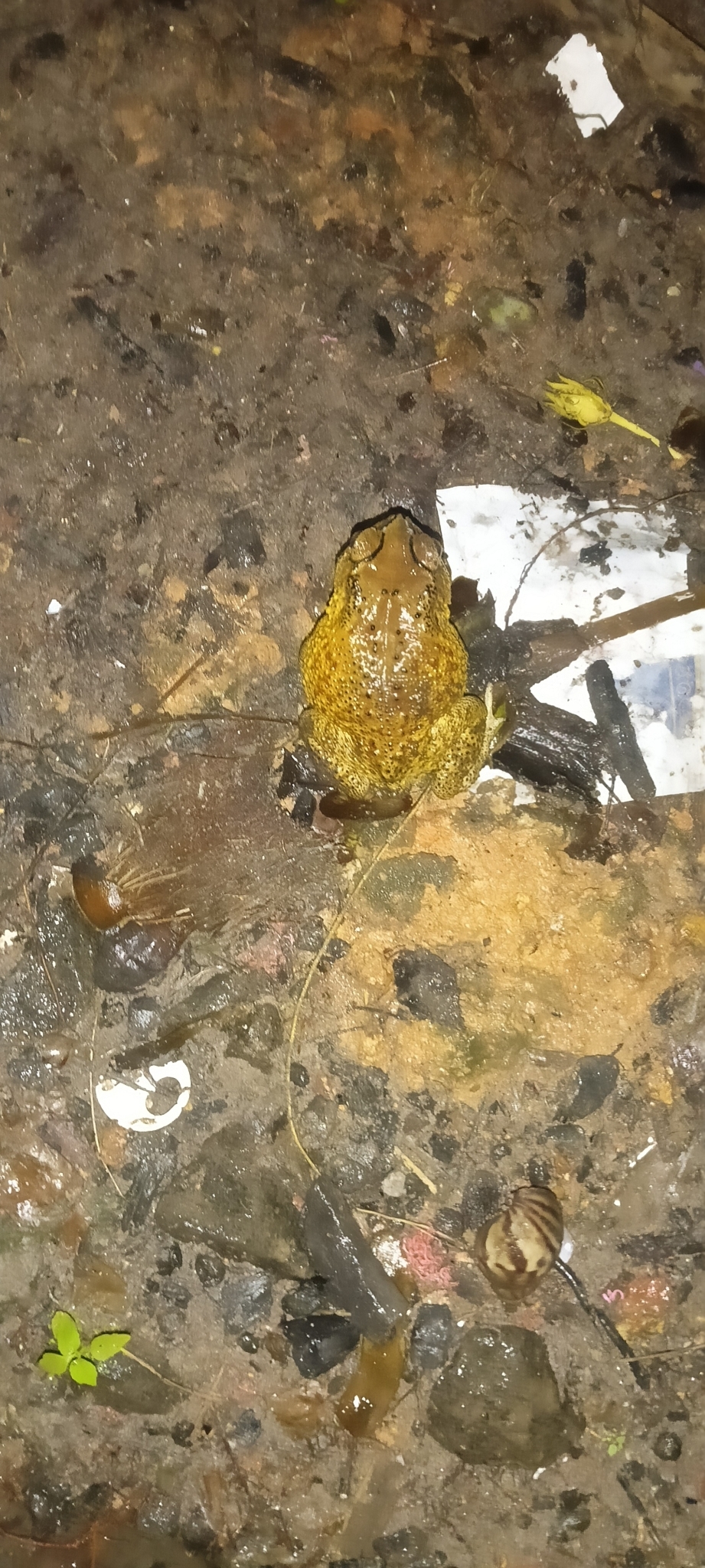 Indian Common True Toad