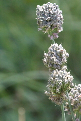 Allium hymenorhizum, photograph (c) Maxim Shashkov, some rights reserved (CC BY)