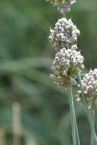 Allium hymenorhizum, photograph 2