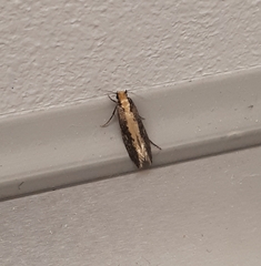 Monopis crocicapitella