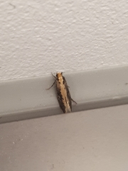 Monopis crocicapitella