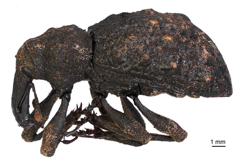 Molytina