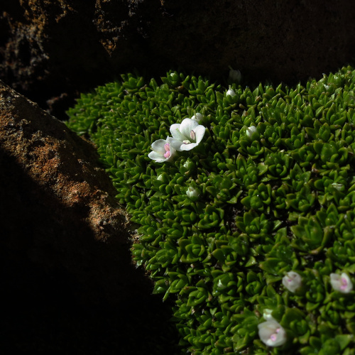 Veronica ciliolata, photograph 4