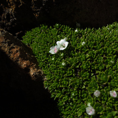 author not stated, no rights reserved Veronica ciliolata, photograph author not stated, no rights reserved