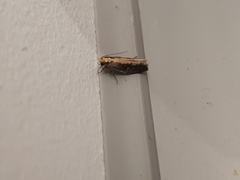 Monopis crocicapitella