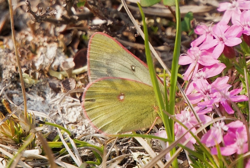 Arctic Green Sulfur