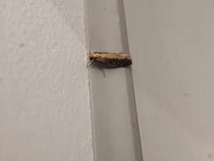 Monopis crocicapitella