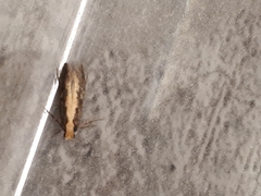 Monopis crocicapitella