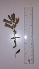 Penstemon fruticosus