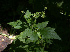 Geum × cortlandicum