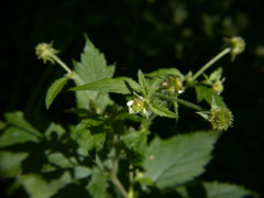 Geum × cortlandicum