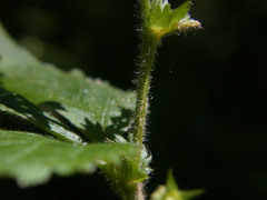 Geum × cortlandicum