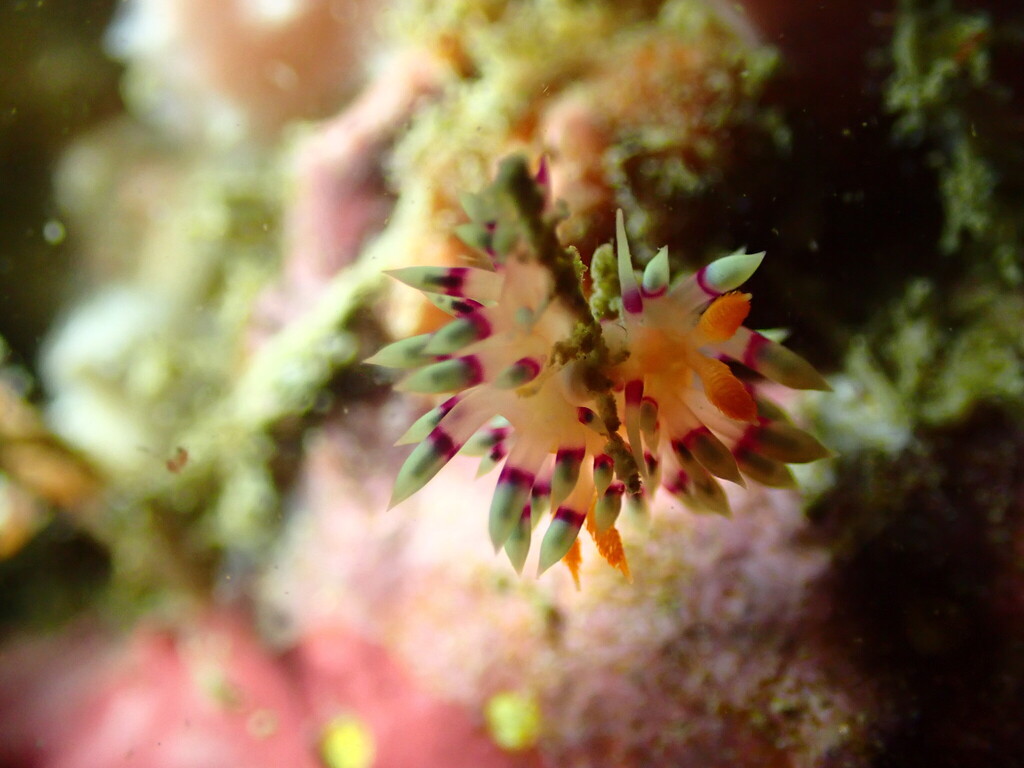 Desirable Flabellina