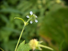 Geum × cortlandicum