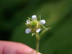 Geum × cortlandicum