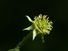 Geum × cortlandicum