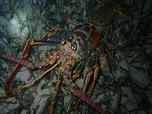 Caribbean Spiny Lobster