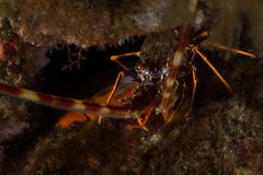 Palinurus elephas