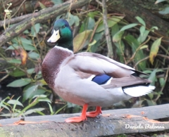 Anas platyrhynchos