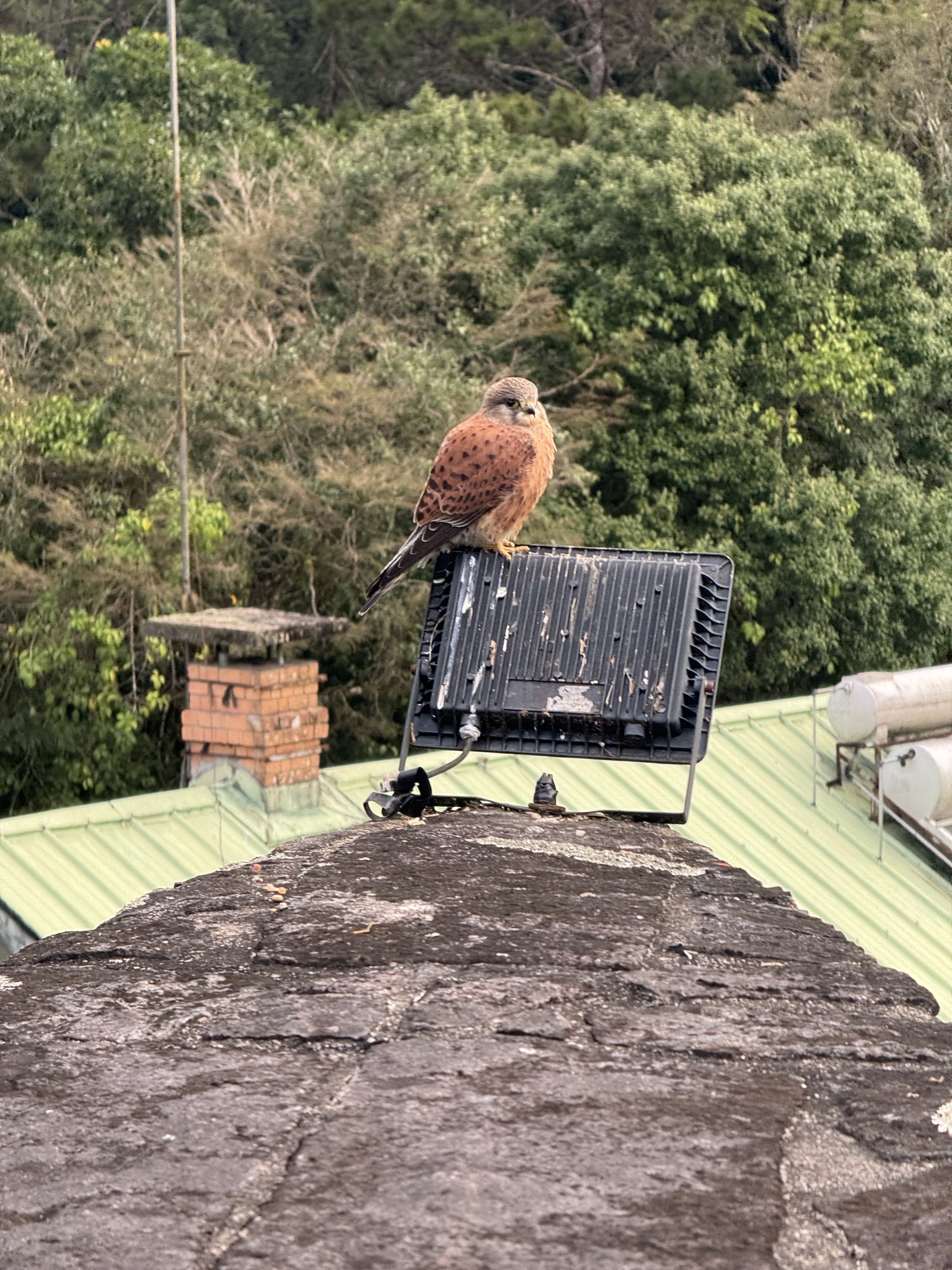 Malagasy Kestrel (Falco newtoni), photo 3