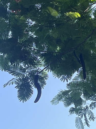 Flamboyán (Delonix regia)