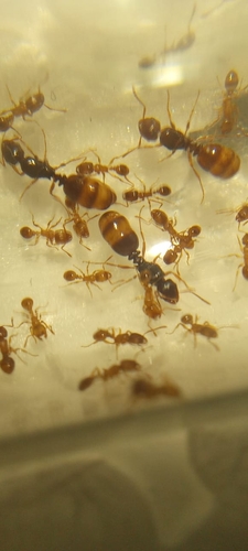 Tetramorium aspinaTetramorium aspina