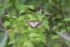 Ideopsis juventa