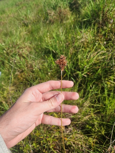 Caribbean hairsedge (Bulbostylis stenocarpa)