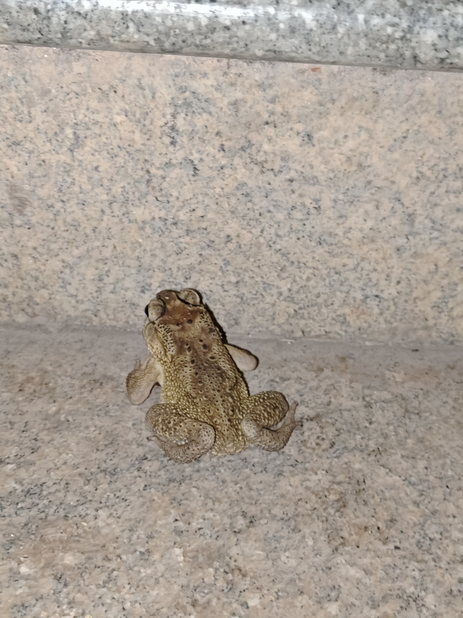 Indian Common True Toad