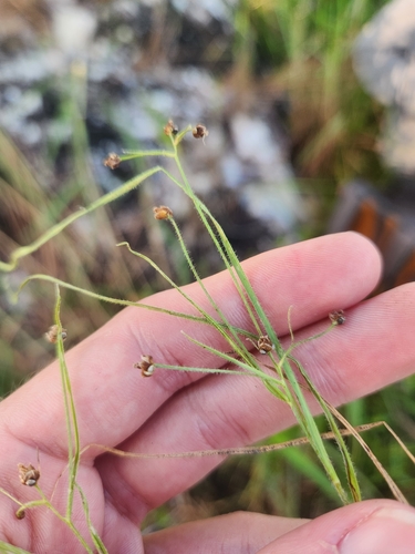 Rhynchospora divaricata, 2025-07-15