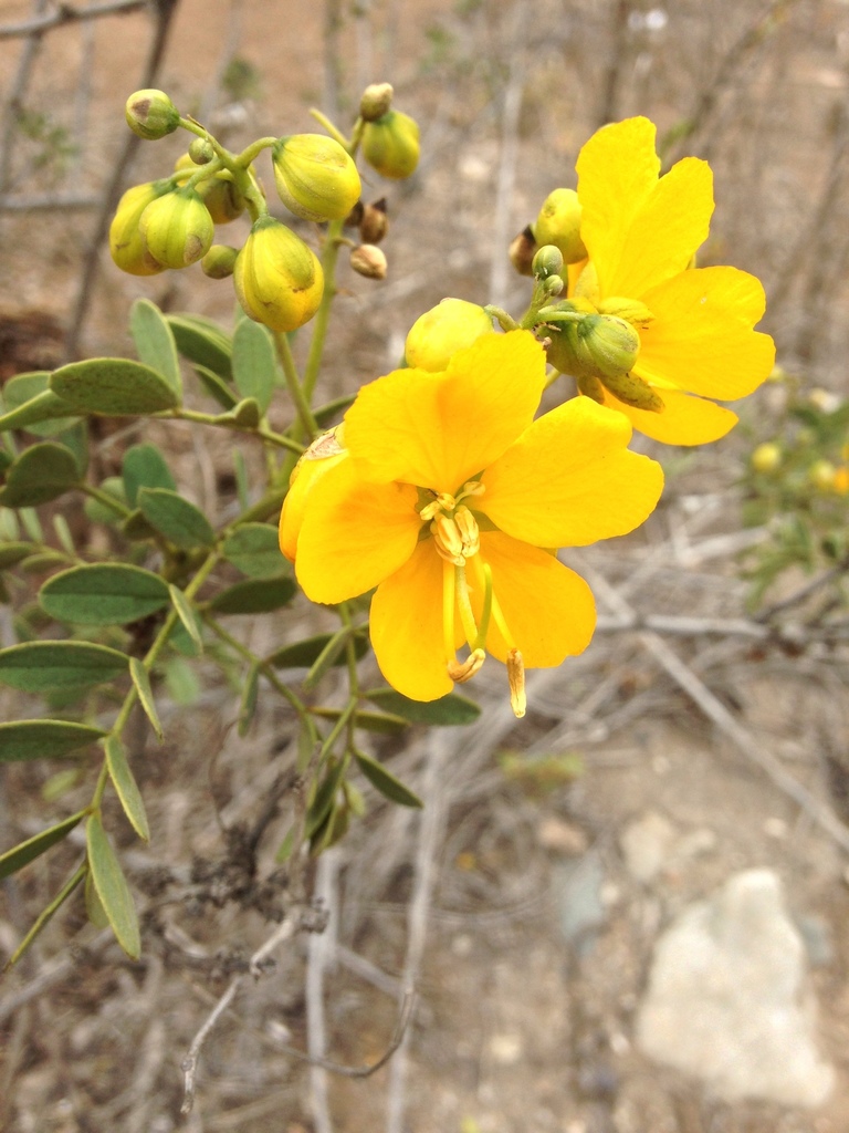 Senna