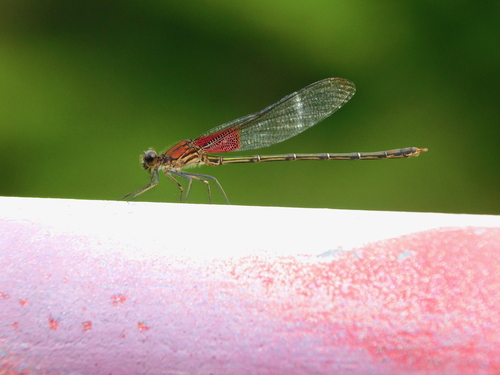 American Rubyspot photo 6