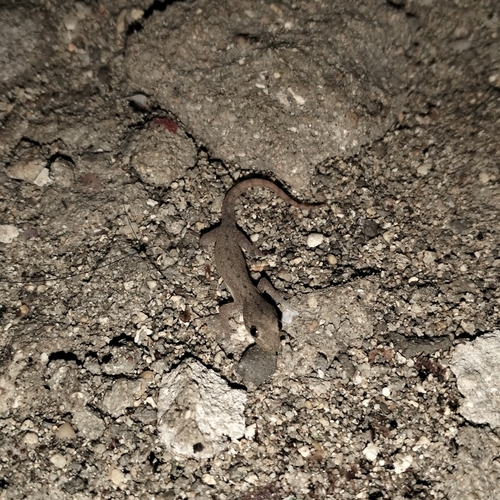 Hemidactylus frenatus