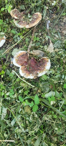 Polychrome Bracket (Ganoderma polychromum)
